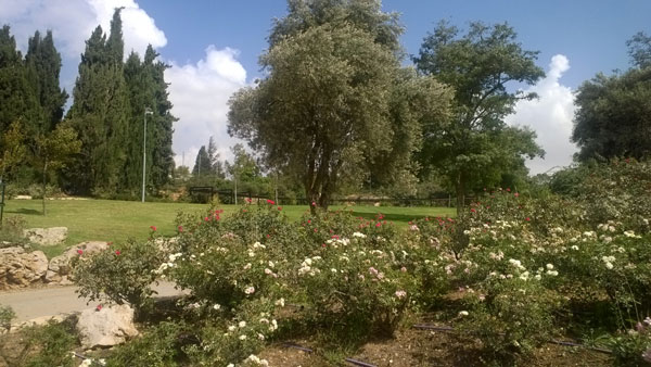 Finding Inspiration from Jerusalem's Rose Garden