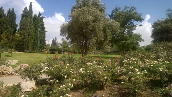 Finding Inspiration in Jerusalem's Nature