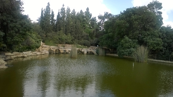 Pond in Jerusalem Rose Garden