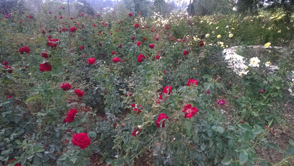 Red Roses in Jerusalem's Rose Garden
