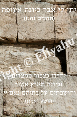 Dove Sitting on the Kotel