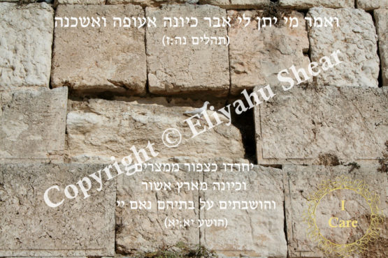 Dove Sitting on the Kotel