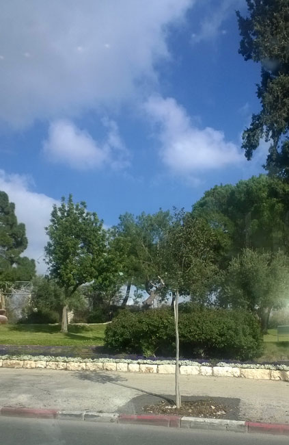 Trees in Jerusalem