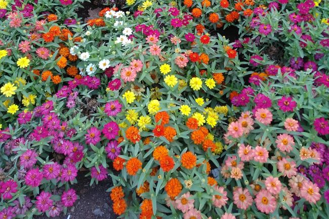 splash of colourful flowers